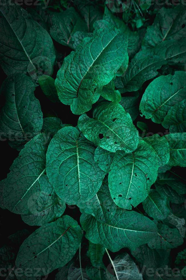 foglie di piante verdi sullo sfondo verde della natura foto