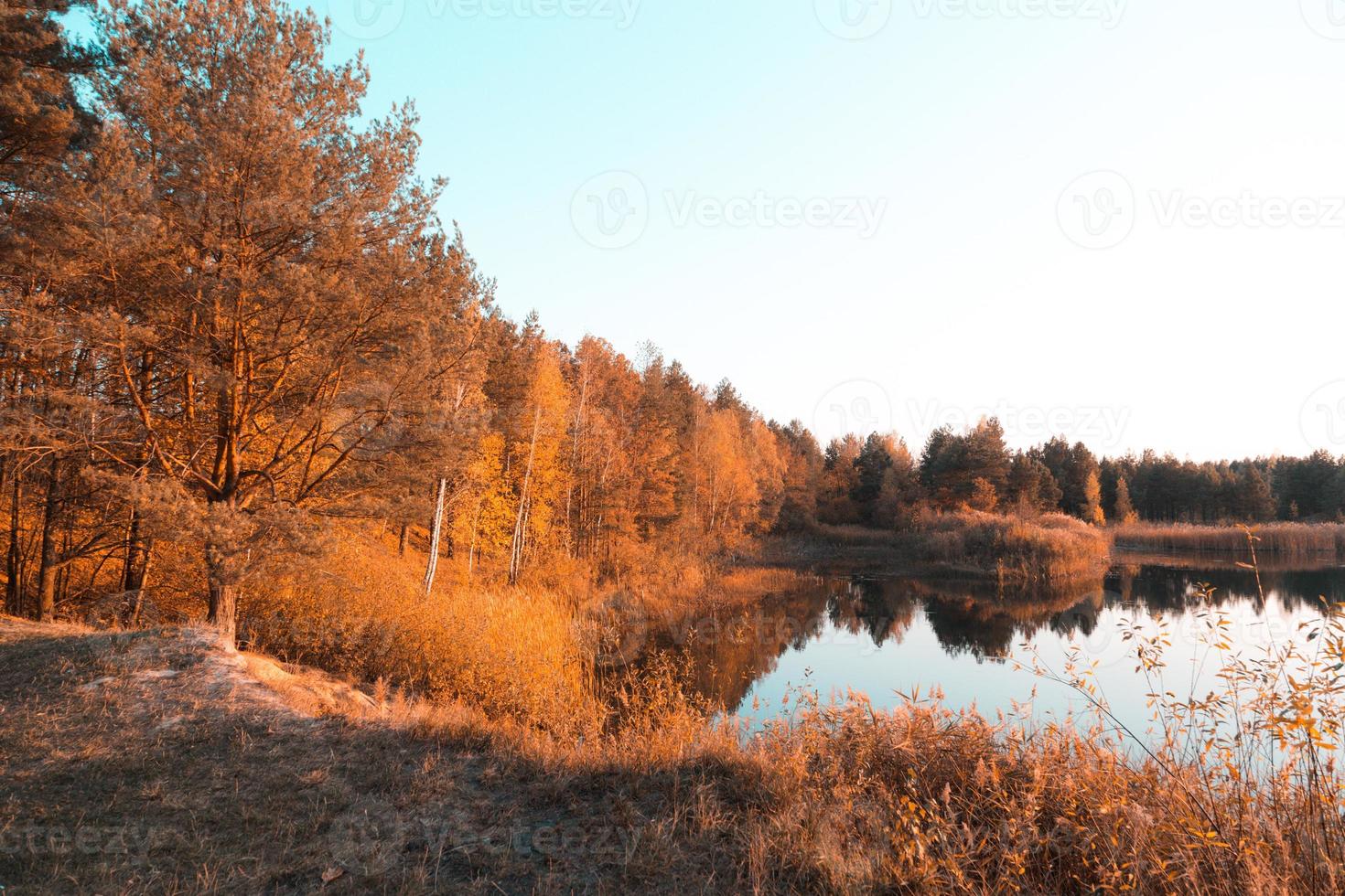 alberi d'oro d'autunno sulle rive di un piccolo lago foto