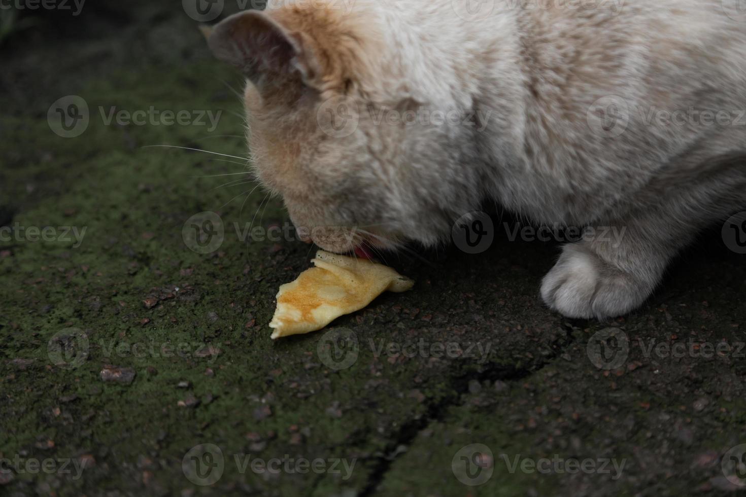 gatto senzatetto con pelliccia bianca arancione mangia foto