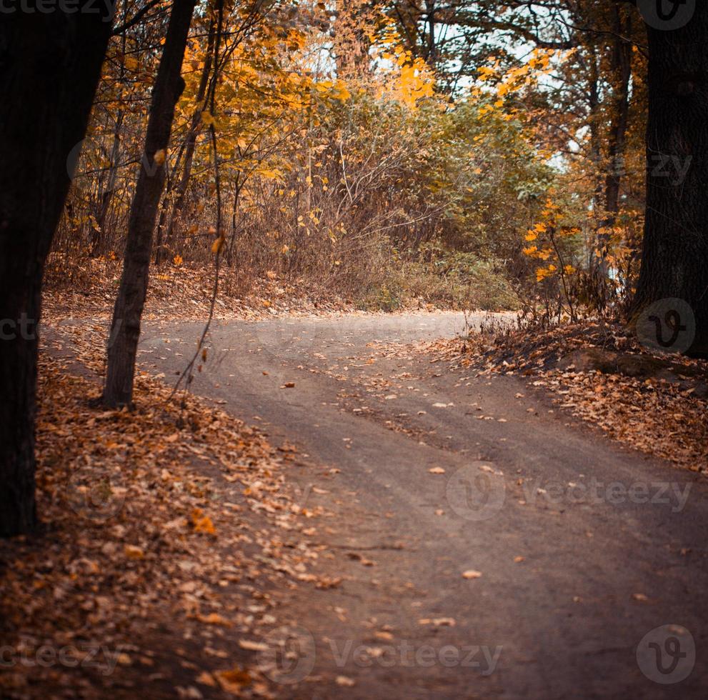 sentiero forestale autunnale foto