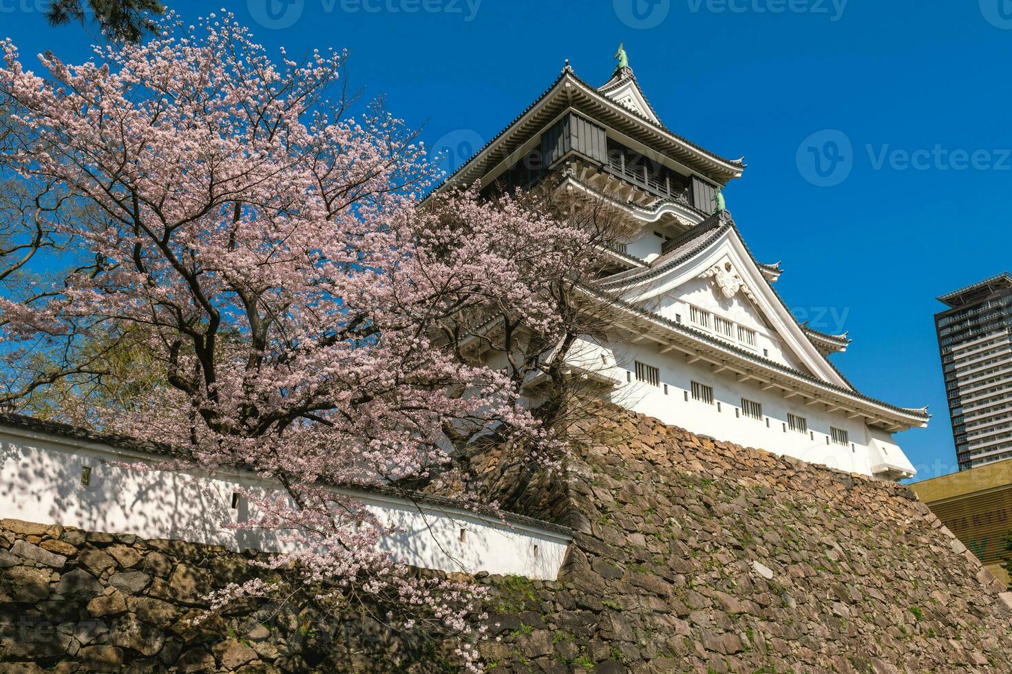 ciliegia fiorire a kokura castello nel kitakyushu, fukuoka, Giappone. foto