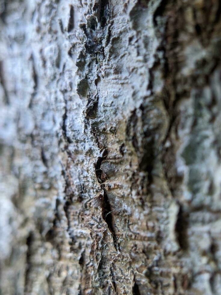 albero abbaiare struttura Immagine foto