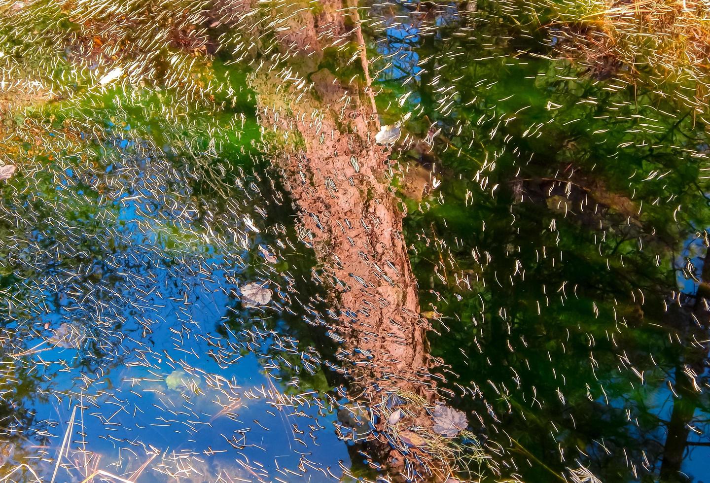 aghi di larice e riflessione di pino nel torrente canyon vicino a Camp Sherman o foto