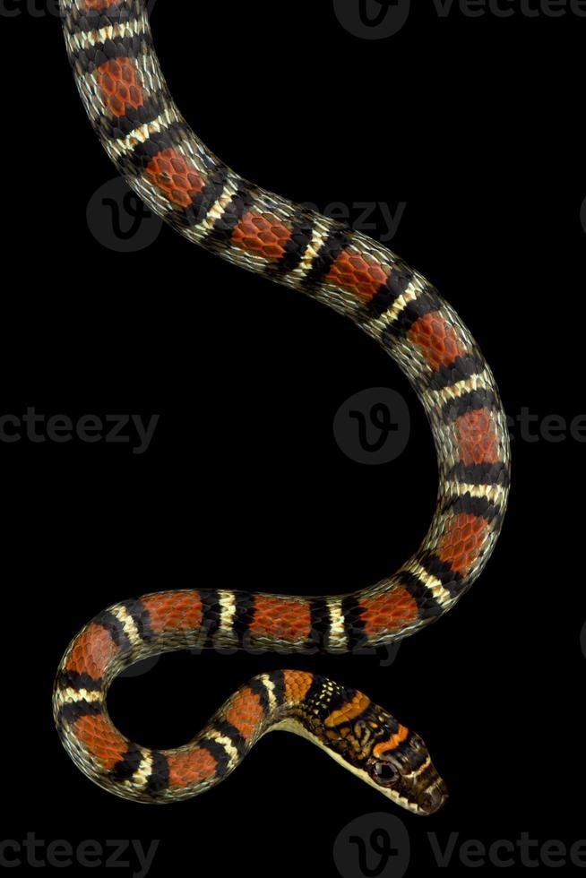 fasciato serpente volante Chrysopelea pelias foto