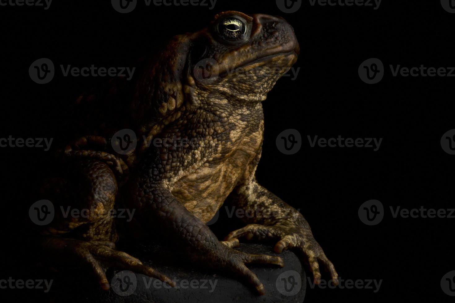 rospo delle canne rhinella marina foto