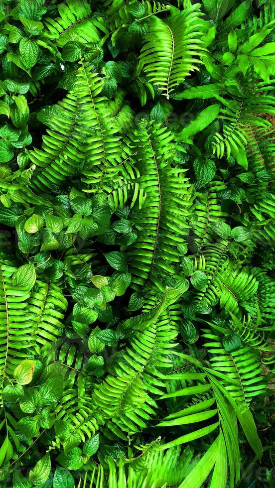 foglia verde tropicale foto