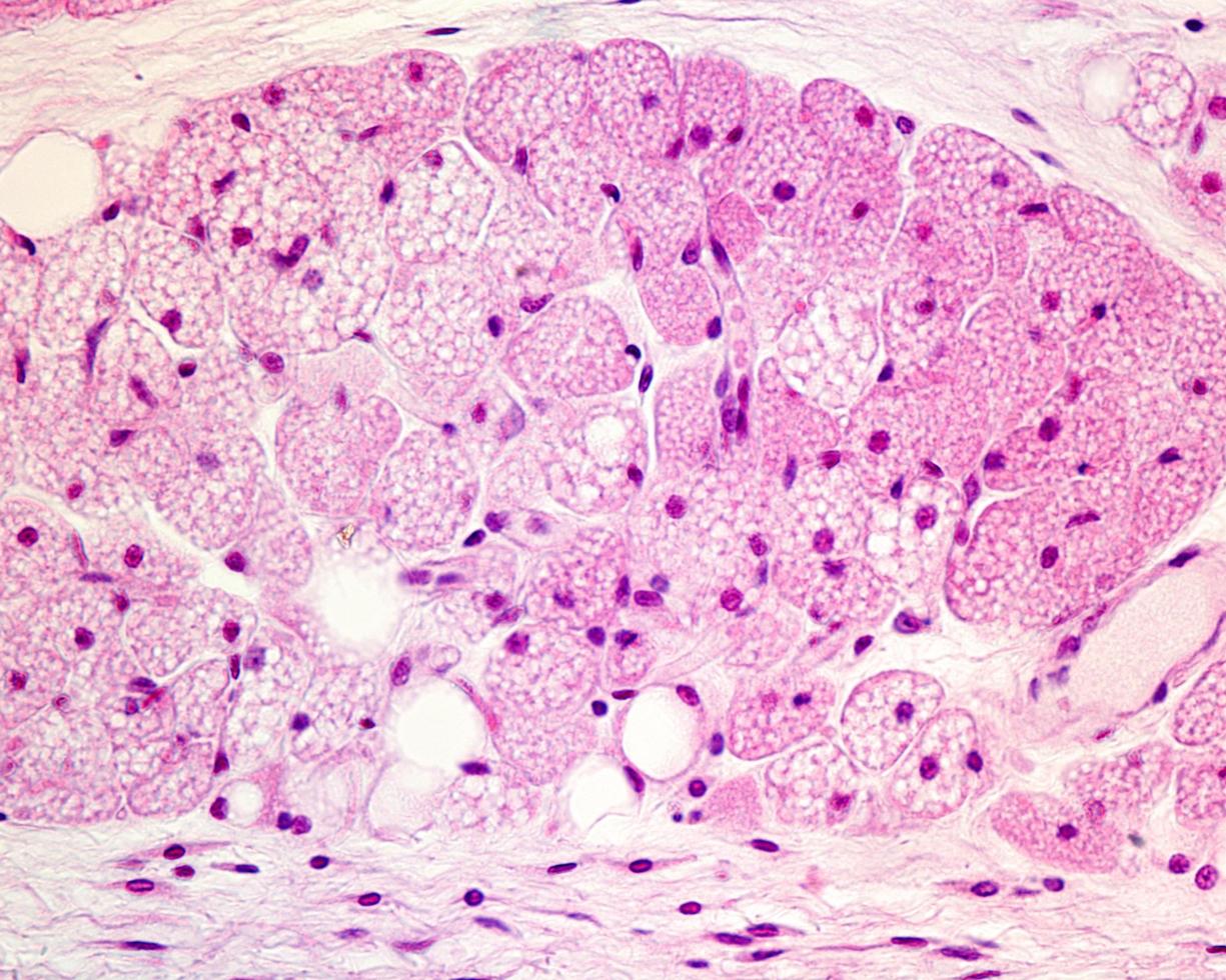 micrografia degli adipociti marroni foto