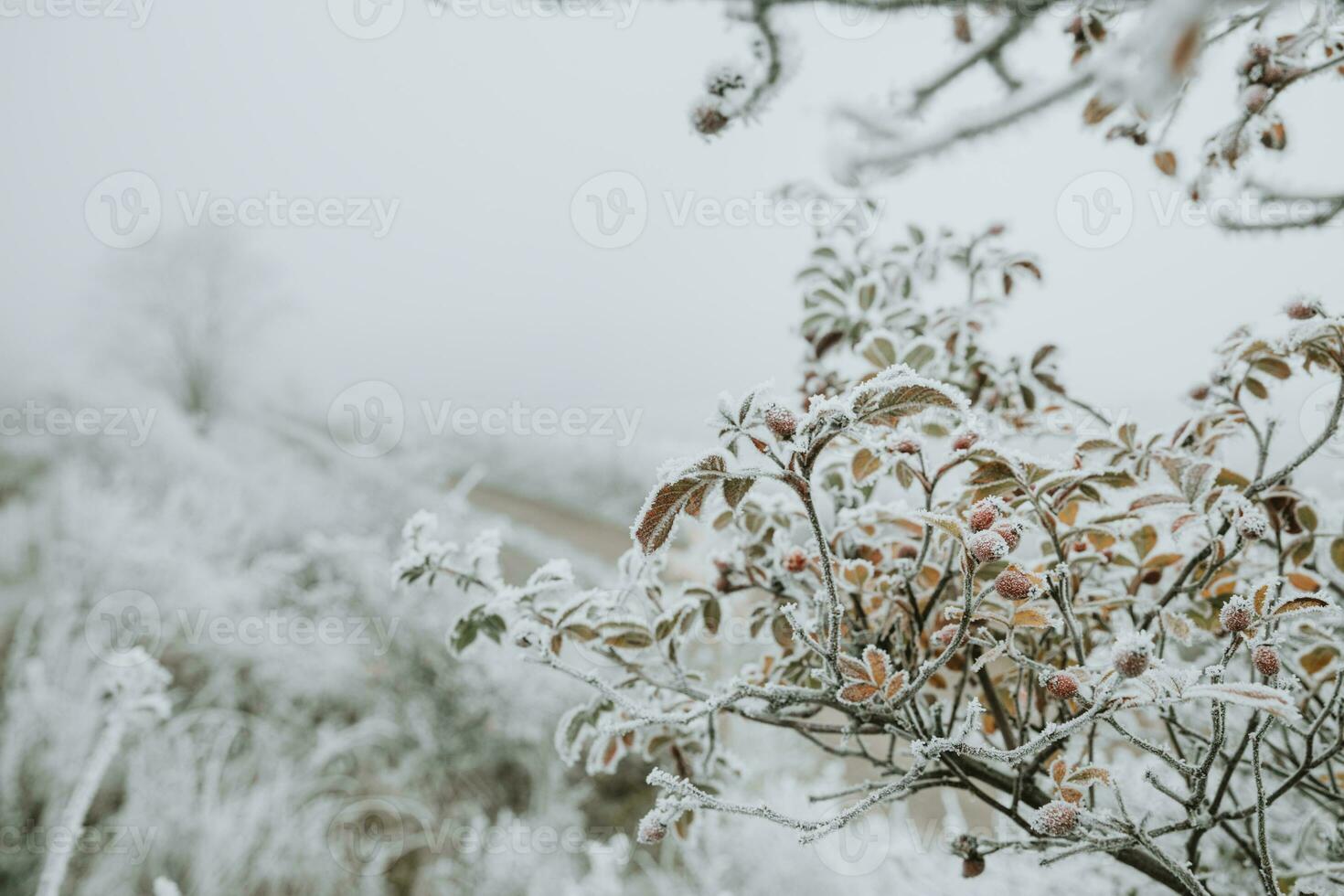 dettaglio di ramo di congelato rosa fianchi coperto con brina brina nel inverno mattina paesaggio foto