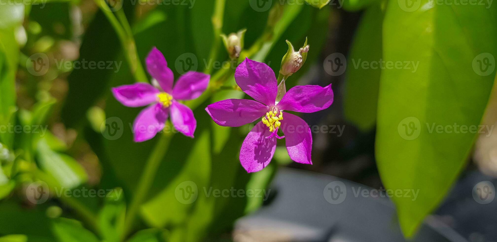 talinum fruticoso fiore, comunemente conosciuto come ceylon spinaci, foglia d'acqua, cariru, gure, Suriname portulaca, filippino spinaci, Florida spinaci, potherb fiore della fama, Lagos Bologna, e Tesoro foto