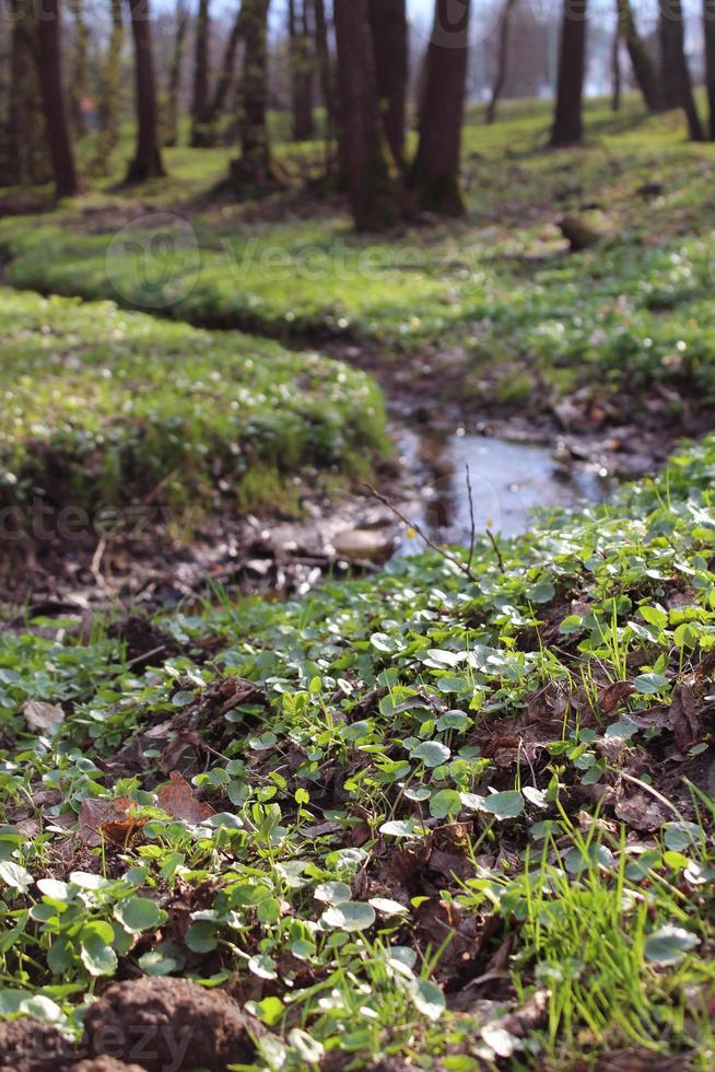 un favoloso ruscello primaverile in una fitta foresta foto