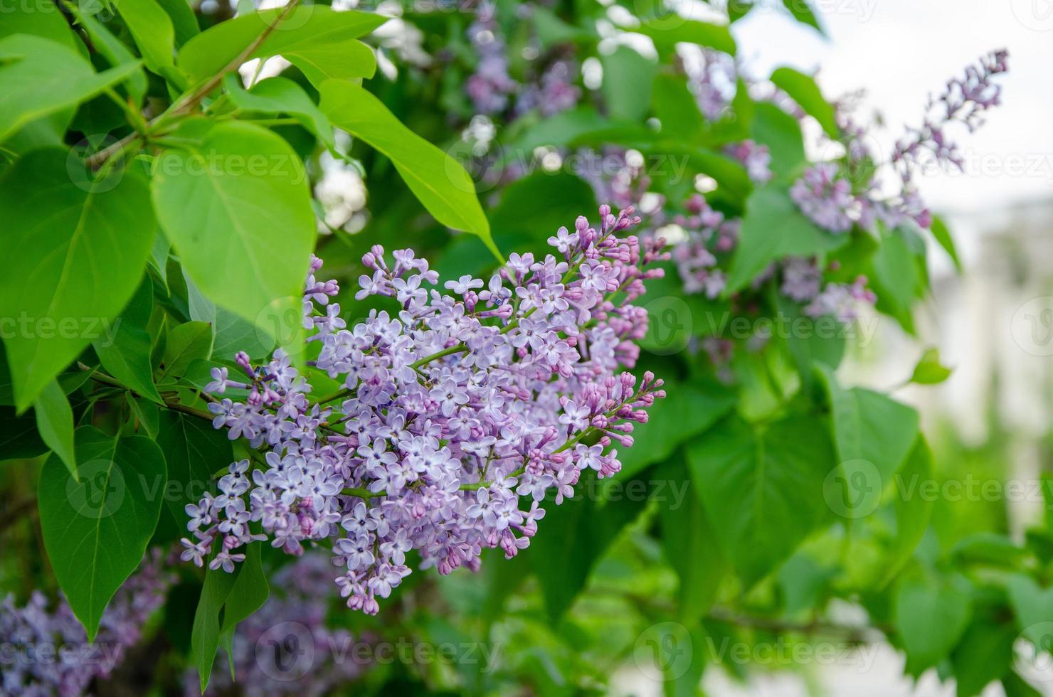 bei fiori di lillà viola in fiore al sole foto