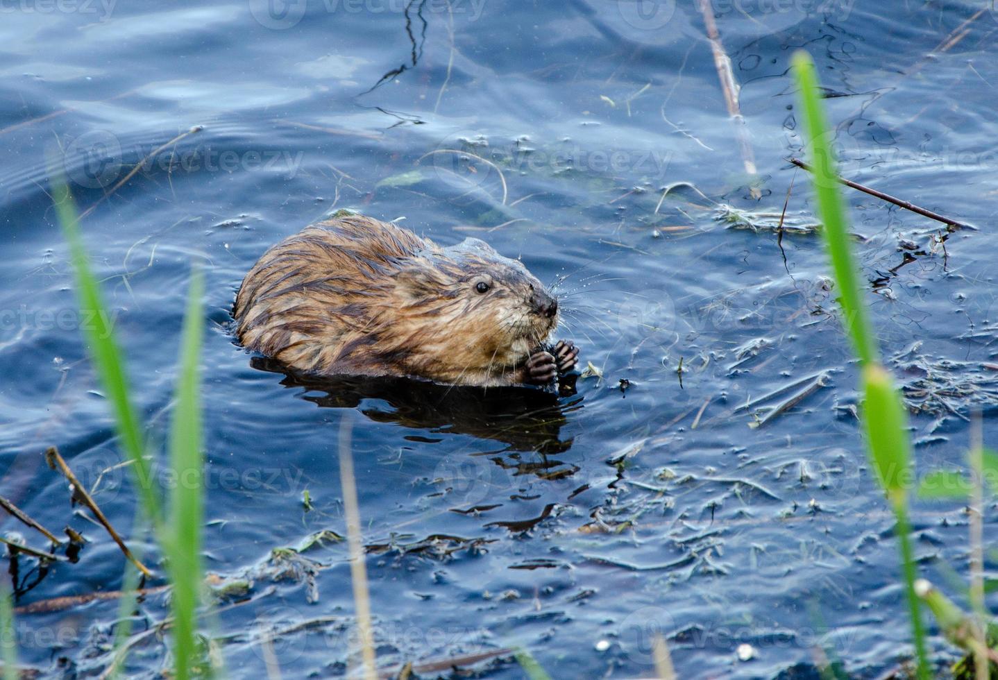 la lontra animale nuota e mangia nell'acqua foto