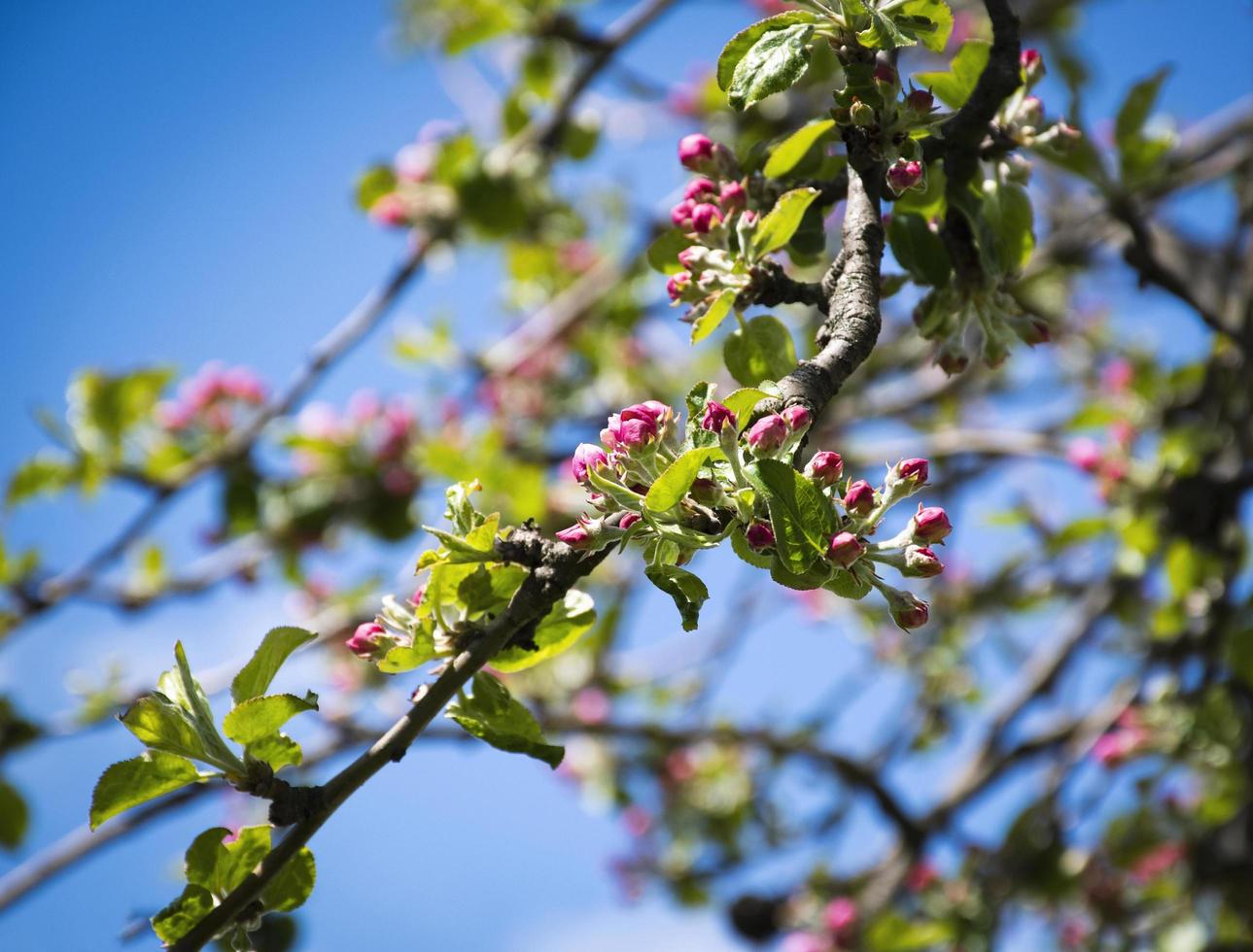 boccioli di fiori di melo foto