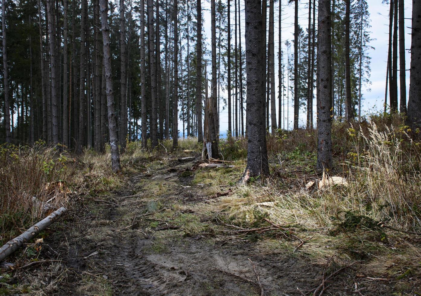 sera d'autunno nella foresta distrutta foto