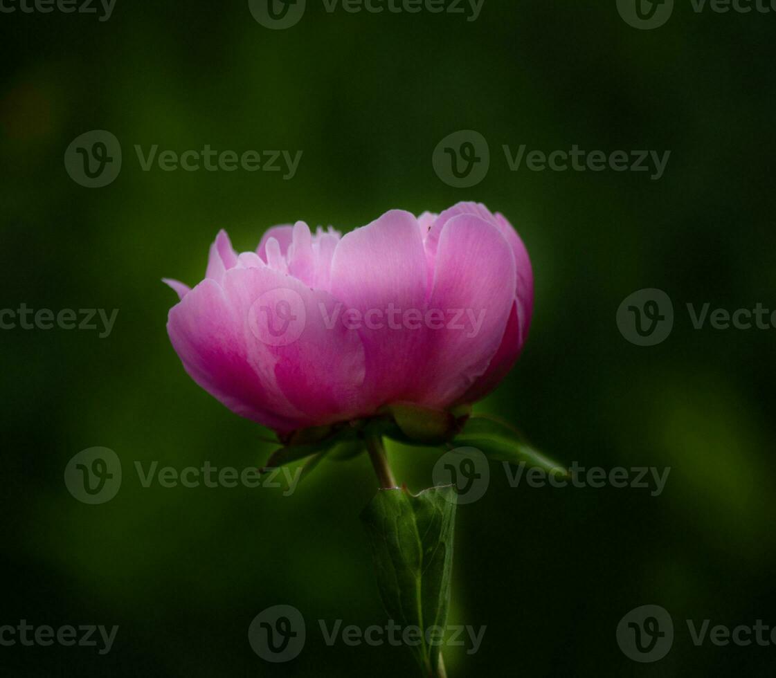 rosa peonia nel il giardino su un' verde sfondo. foto