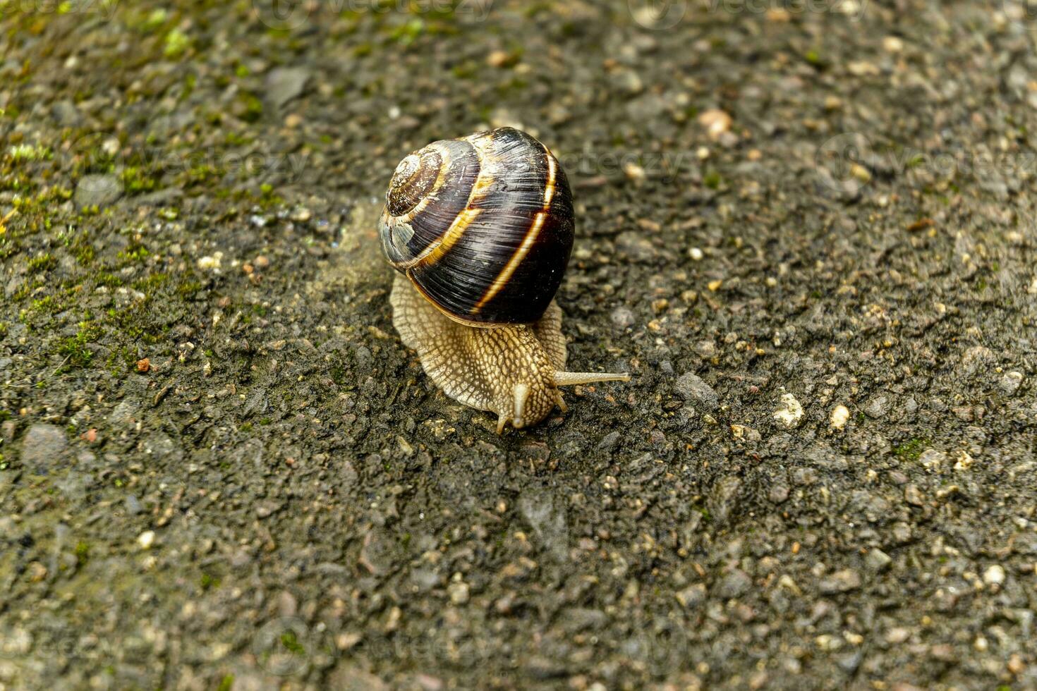 un' grande lumaca nel un' conchiglia striscia su il strada, un' estate giorno dopo il pioggia foto