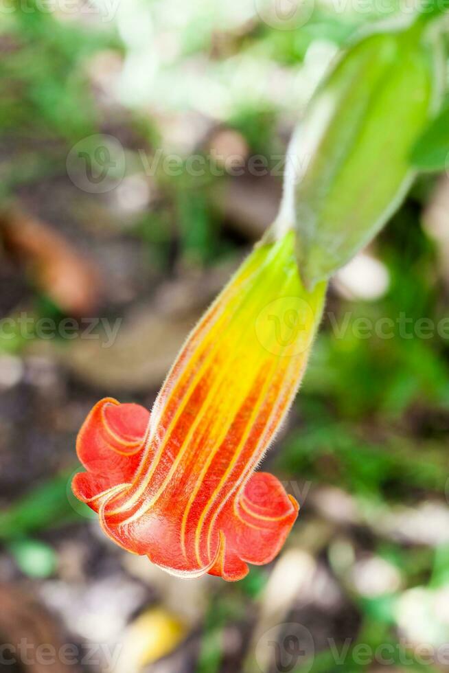 rosso angeli tromba fiore e pianta. Brugmansia sanguigno foto