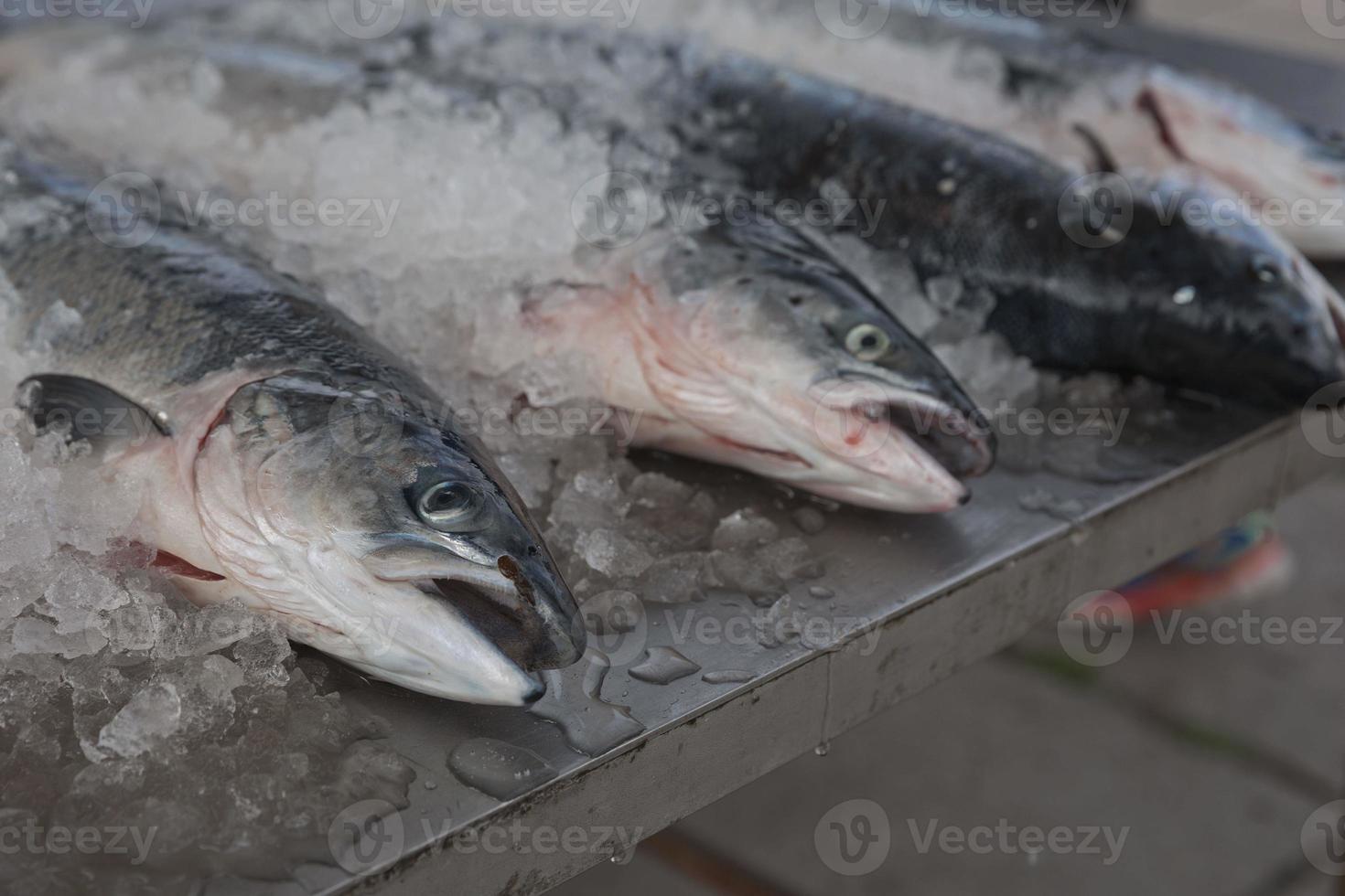 pesce di mare appena pescato su un bancone del mercato del pesce foto