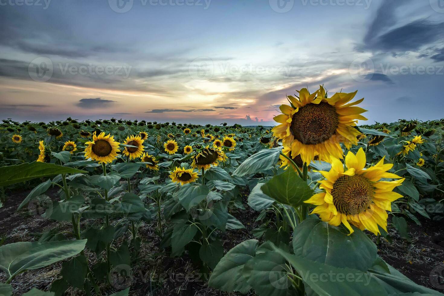 girasole campo sotto il bellissimo tramonto cielo foto