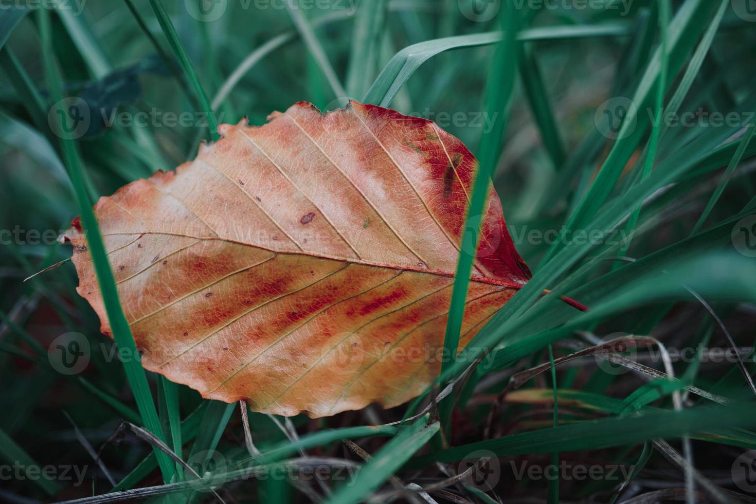 foglie secche marroni nella stagione autunnale foto