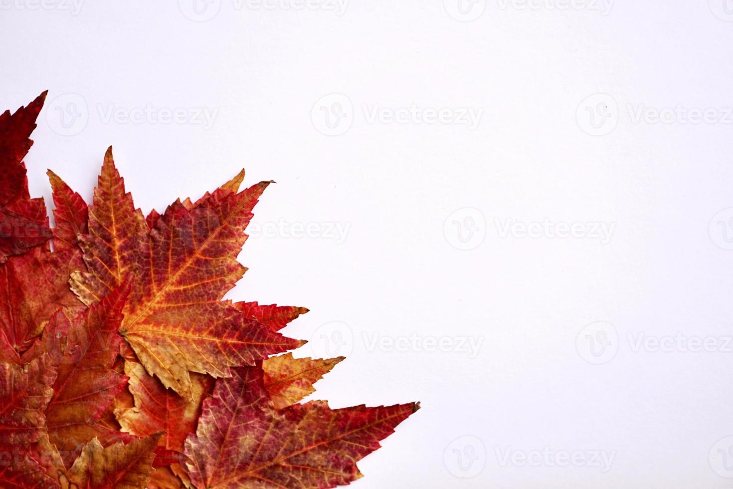 foglie di acero rosso su sfondo bianco foto