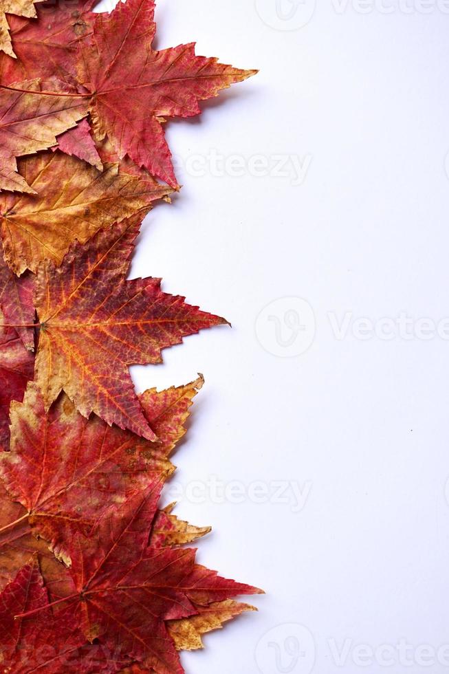 foglie di acero rosso su sfondo bianco foto