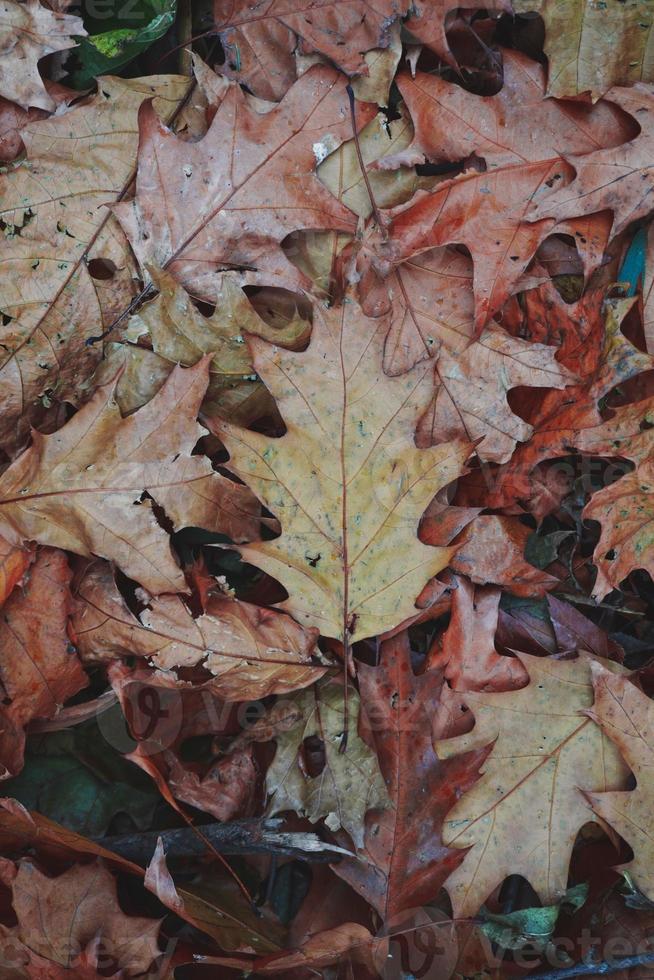 sfondo di foglie secche marroni nella stagione autunnale foto