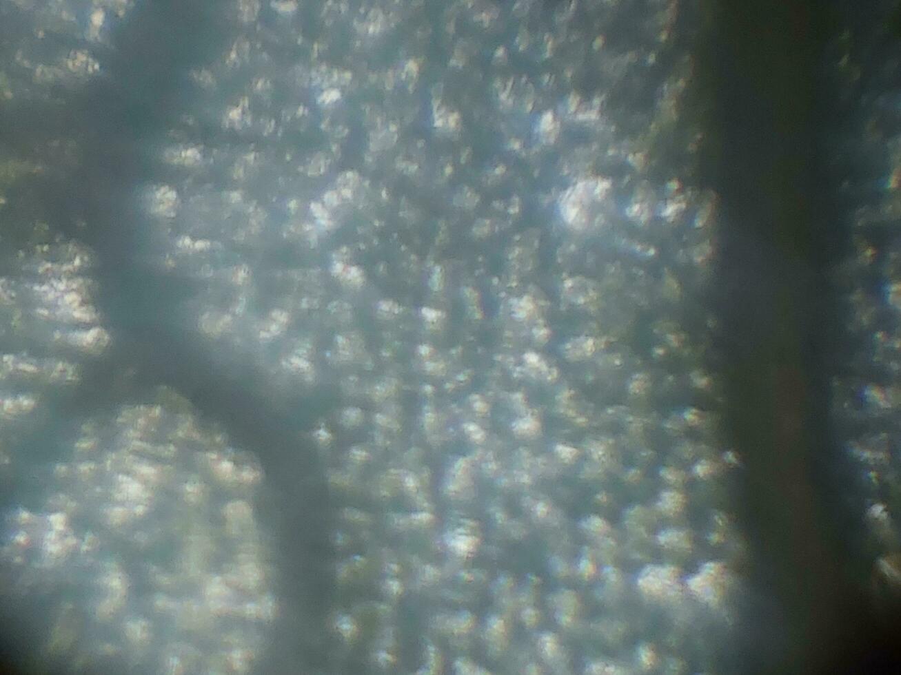 microscopico fotografia di biologico oggetti foto