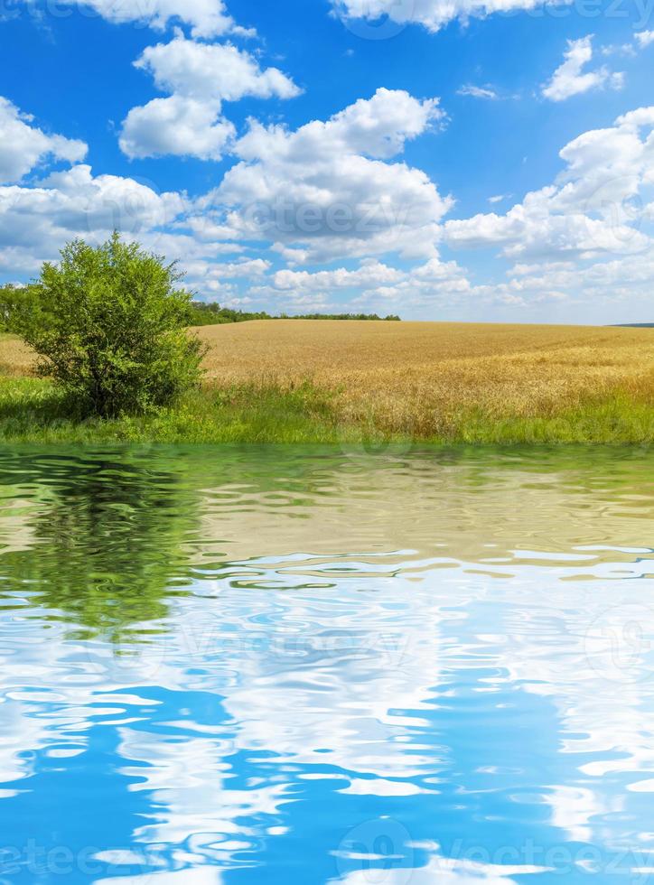 campo di grano dorato con cielo azzurro e nuvole paesaggio agricolo con acqua riflessione stock photo foto