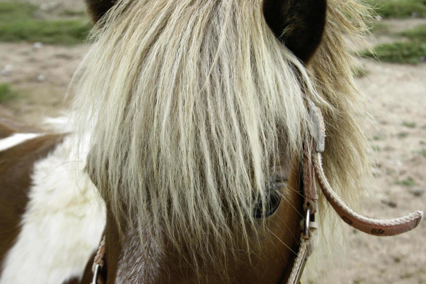 faccia di testa di cavallo foto