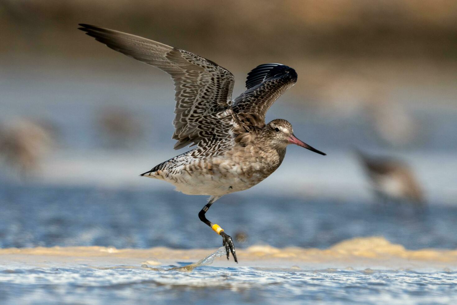 bar-tailed Pittima nel australasia foto