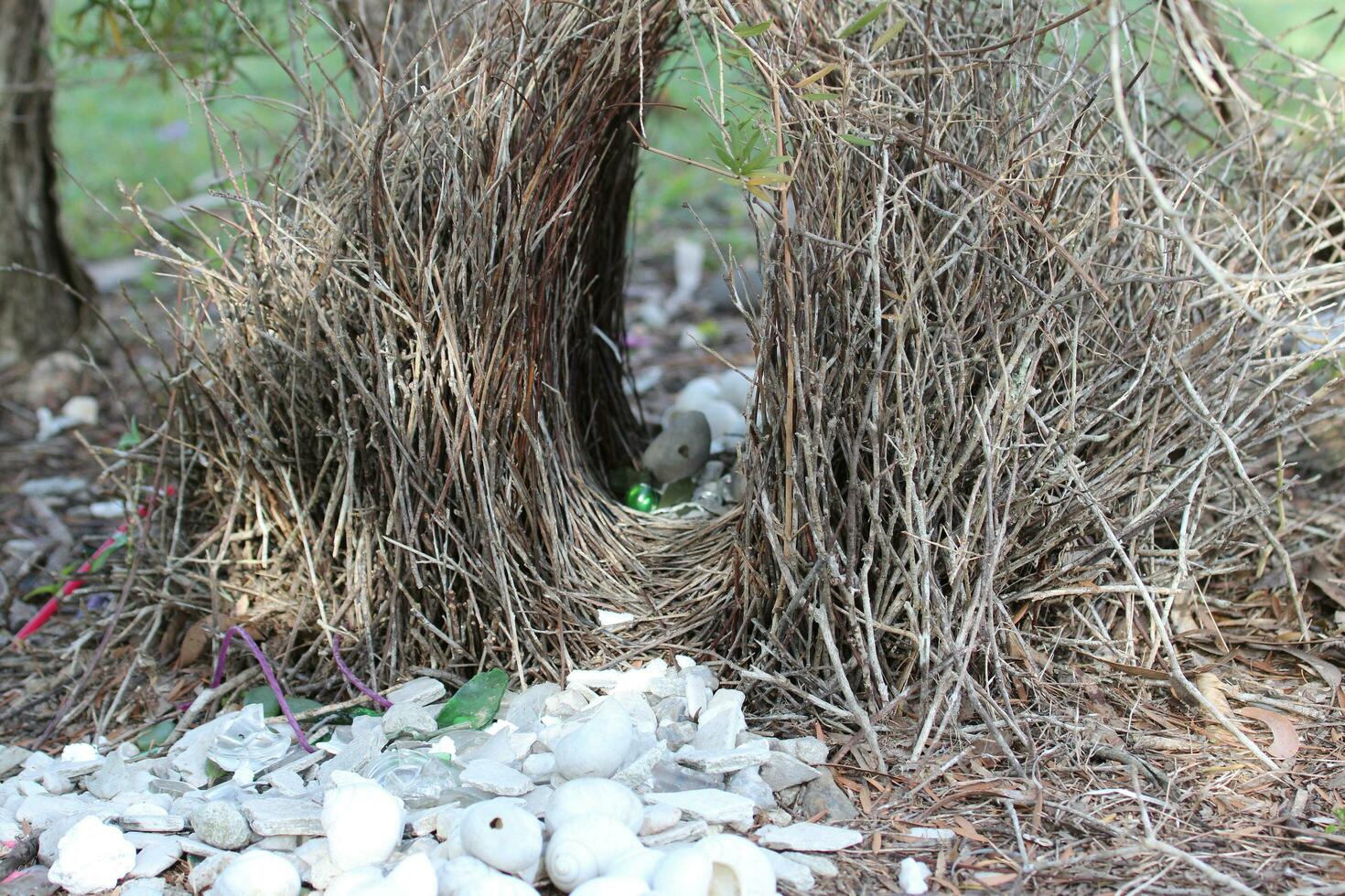 grande Bowerbird nel Australia foto