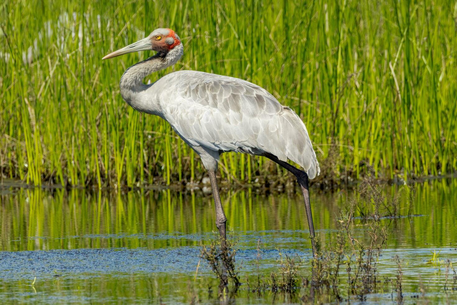 brolga gru nel Australia foto