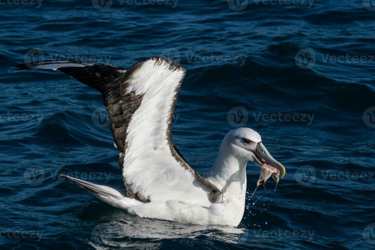 berretto bianco mollymawk albatro foto