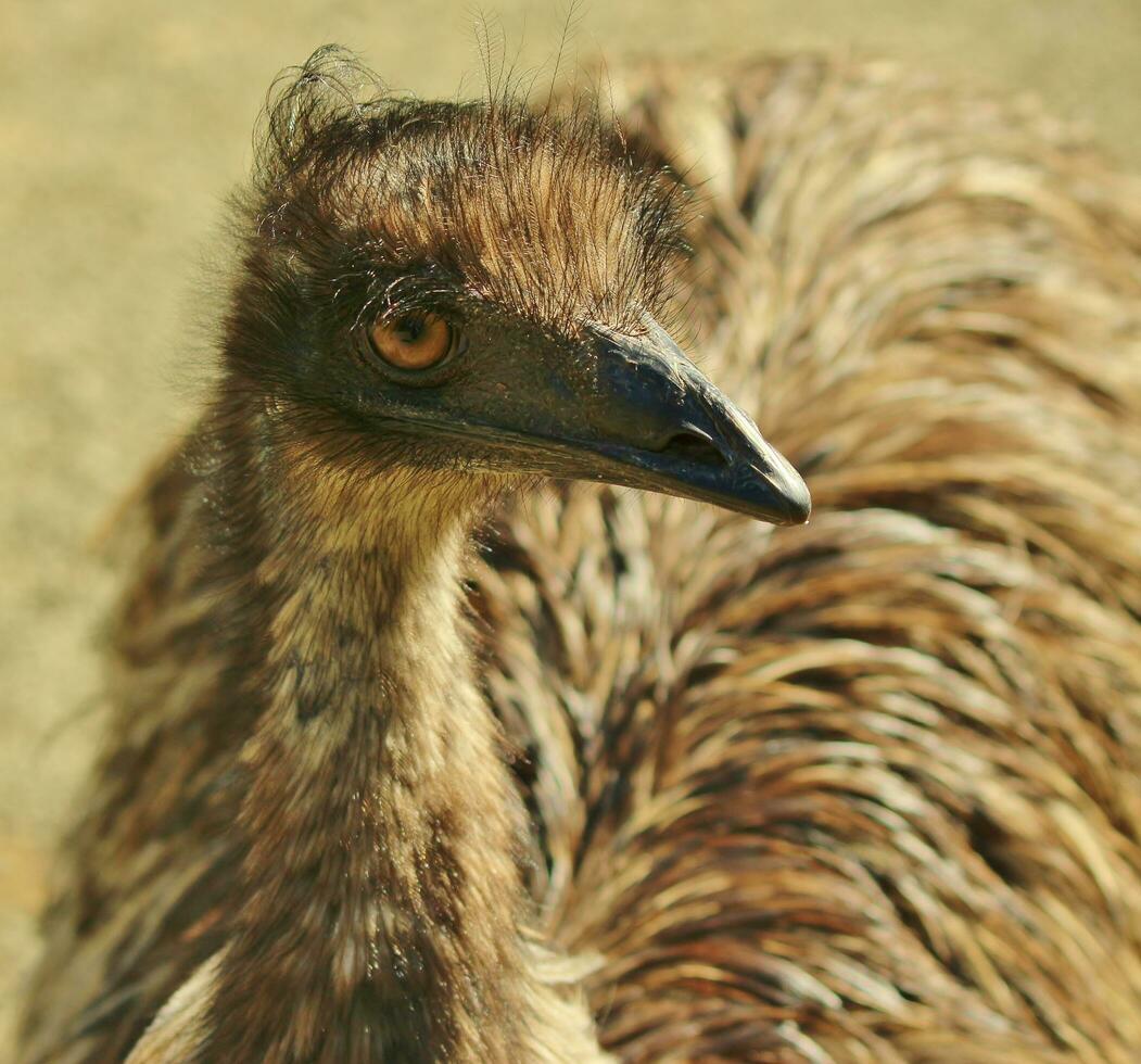 emu endemico uccello di Australia foto