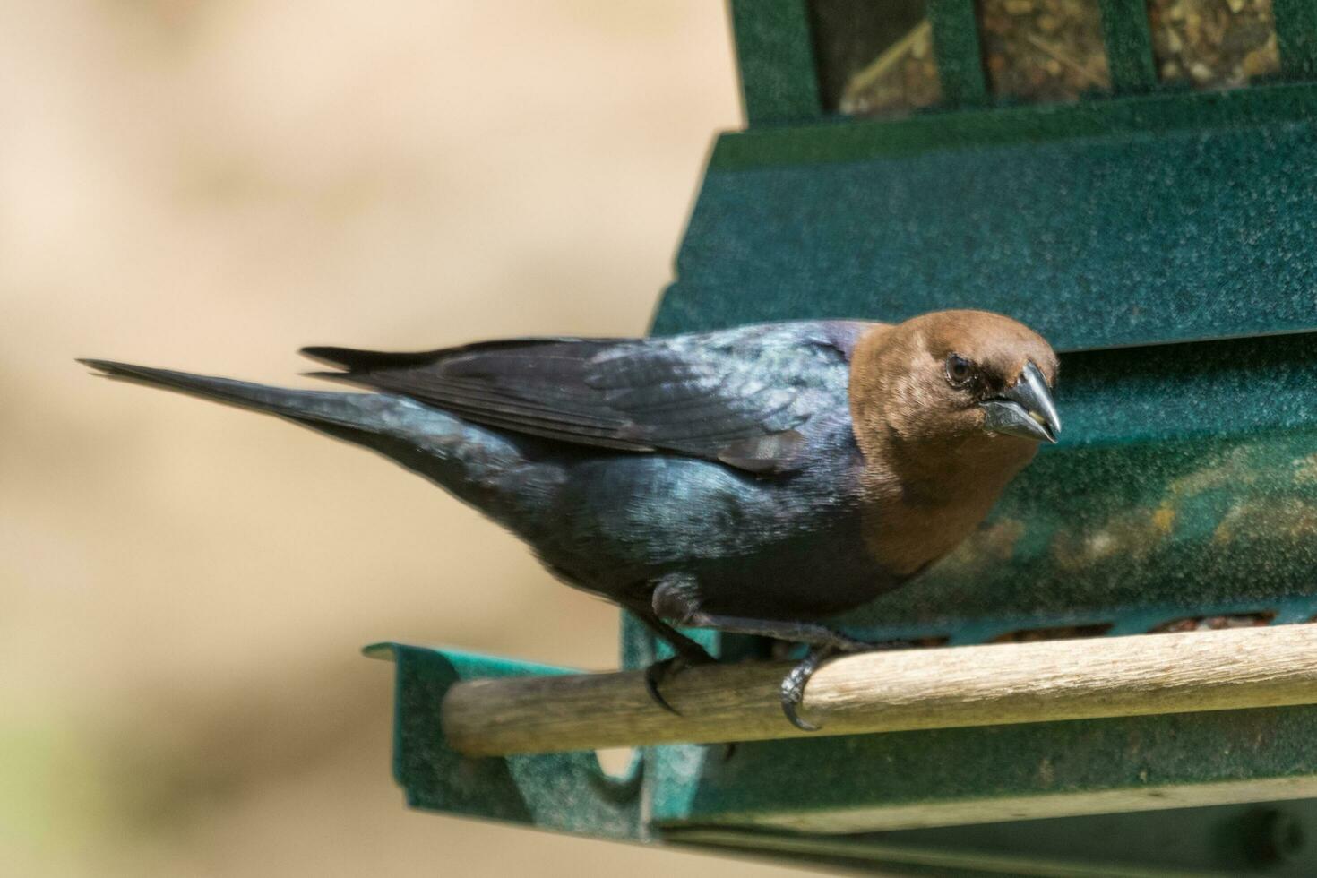 dai capelli castani cowbird nel Stati Uniti d'America foto