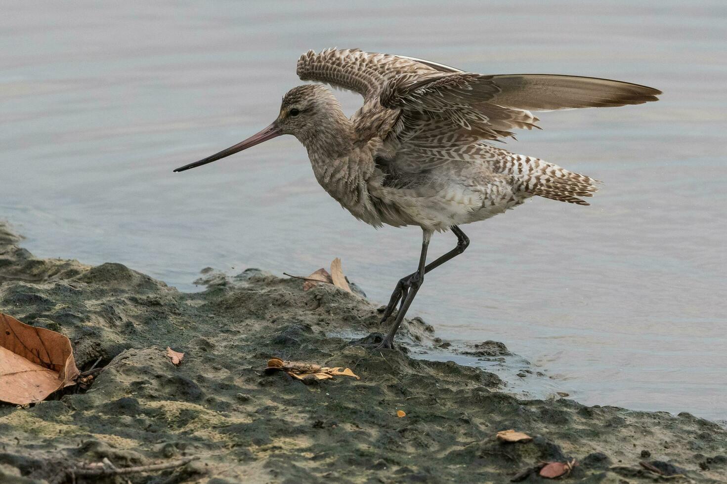 bar-tailed Pittima nel australasia foto