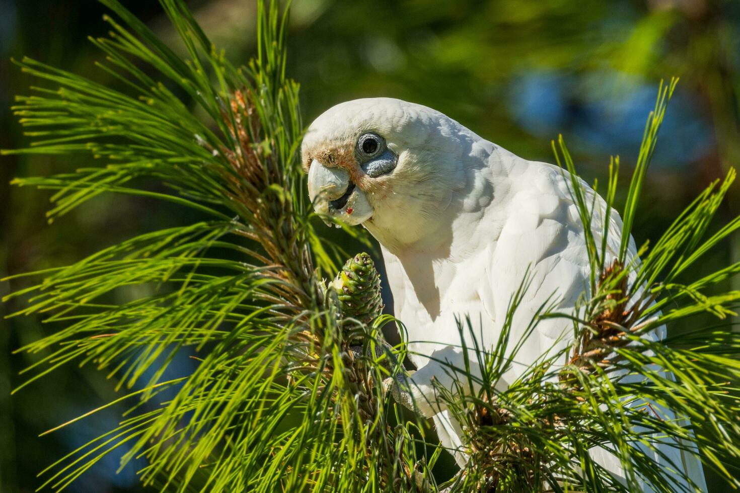 poco corella nel Australia foto