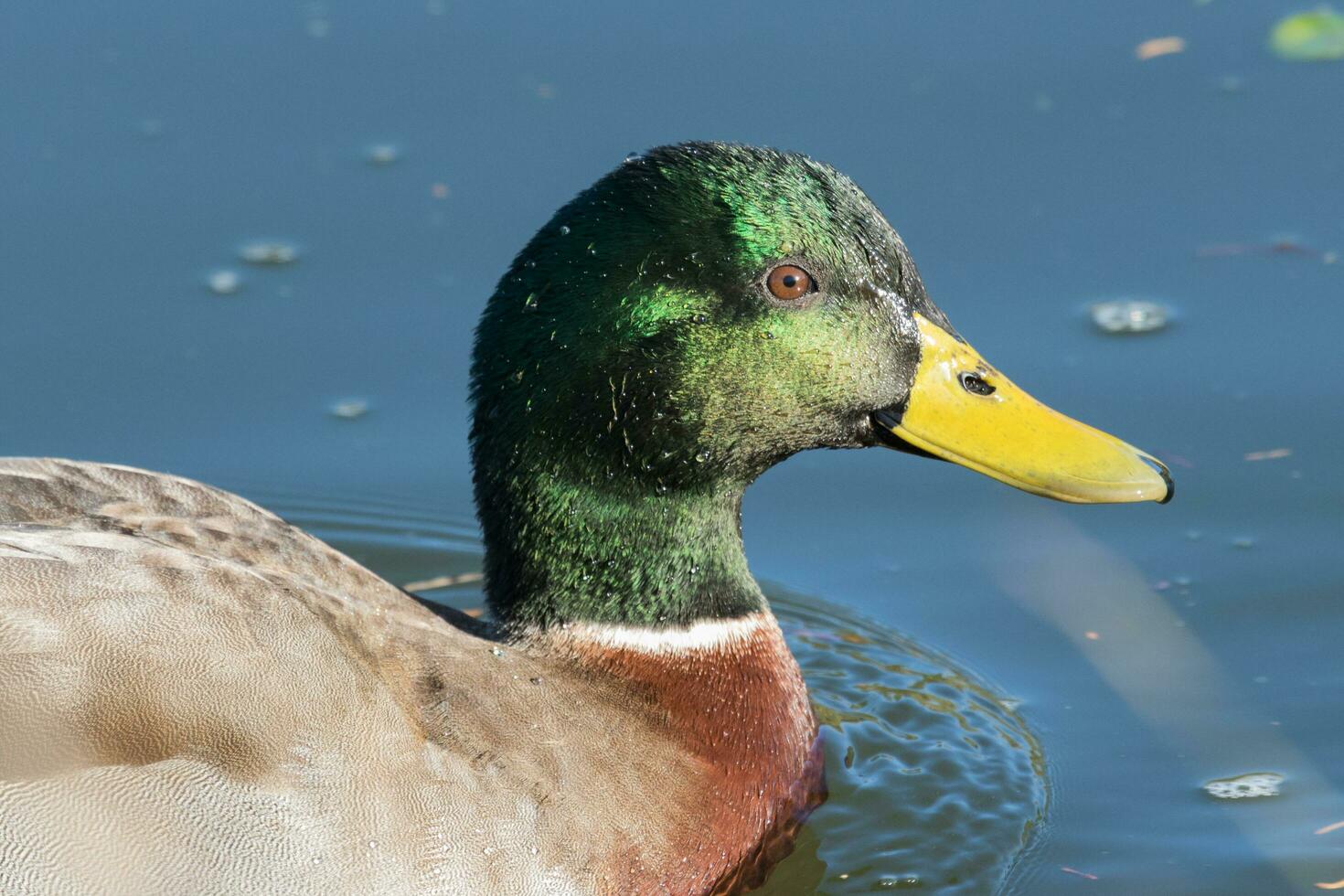 Comune mallardo anatra foto