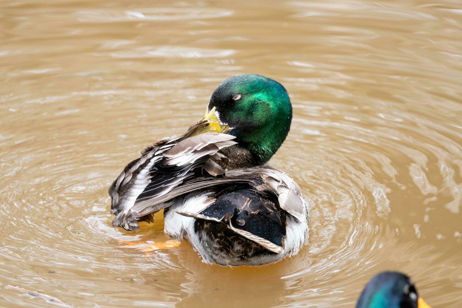 Comune mallardo anatra foto