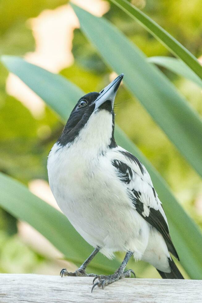 dorso nero macellaio nel Australia foto