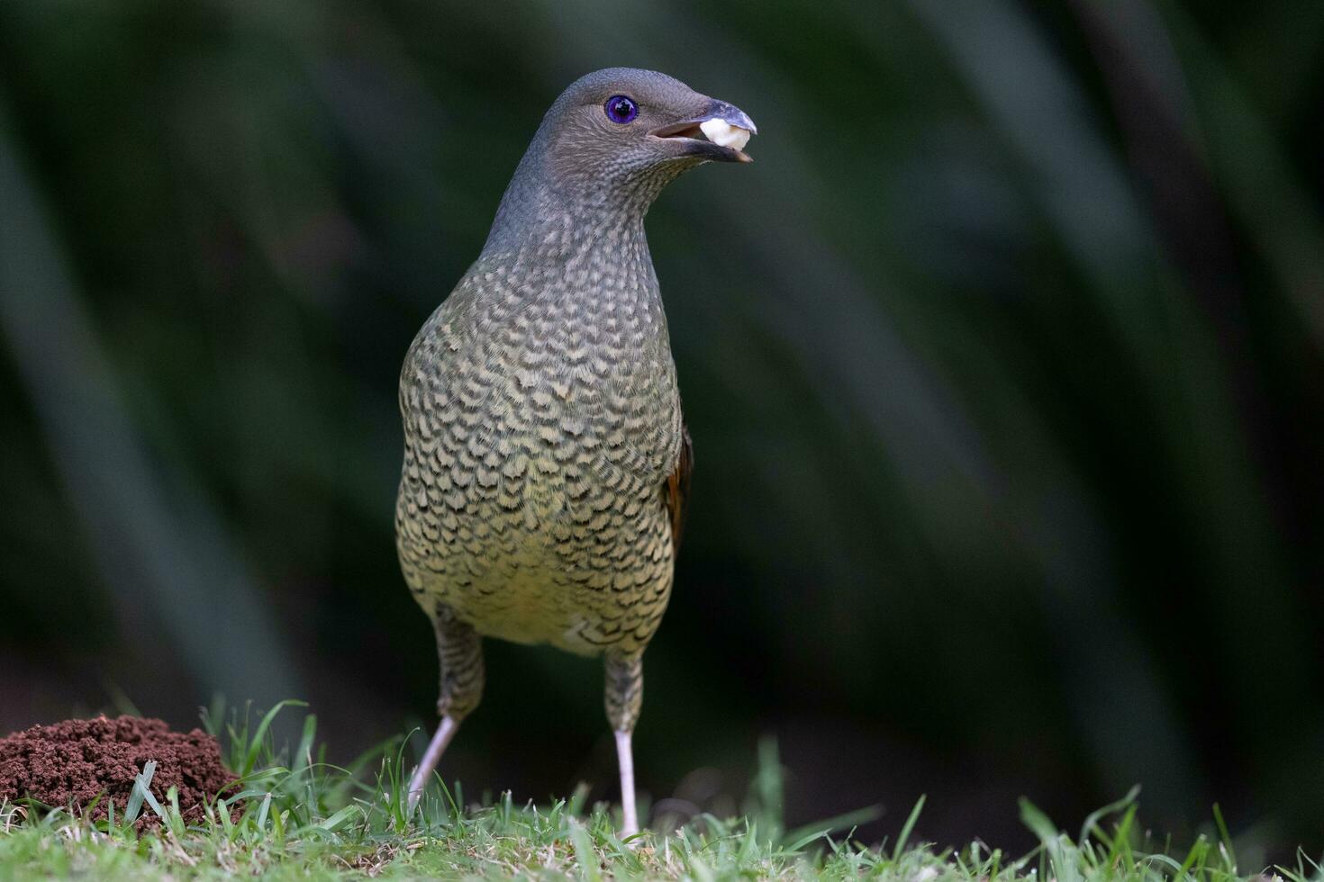 raso Bowerbird nel Australia foto