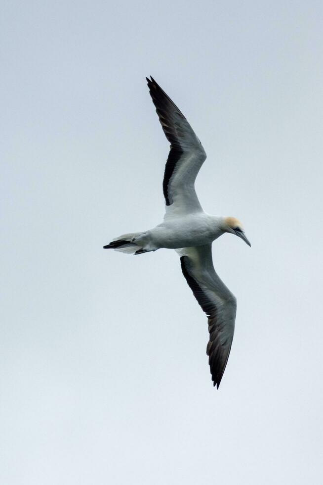 australiano Gannet nel australasia foto