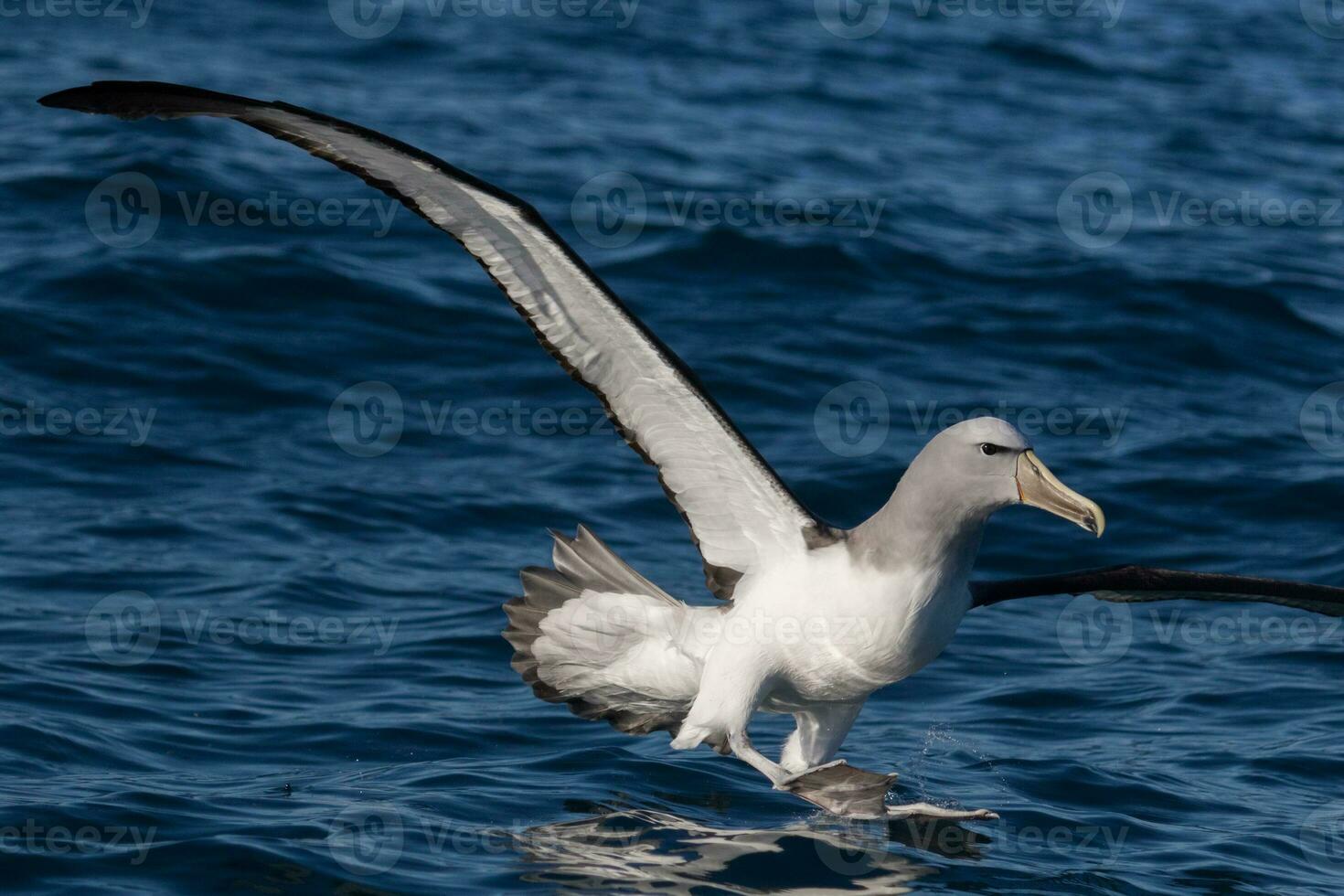 di salvino mollymawk albatro foto