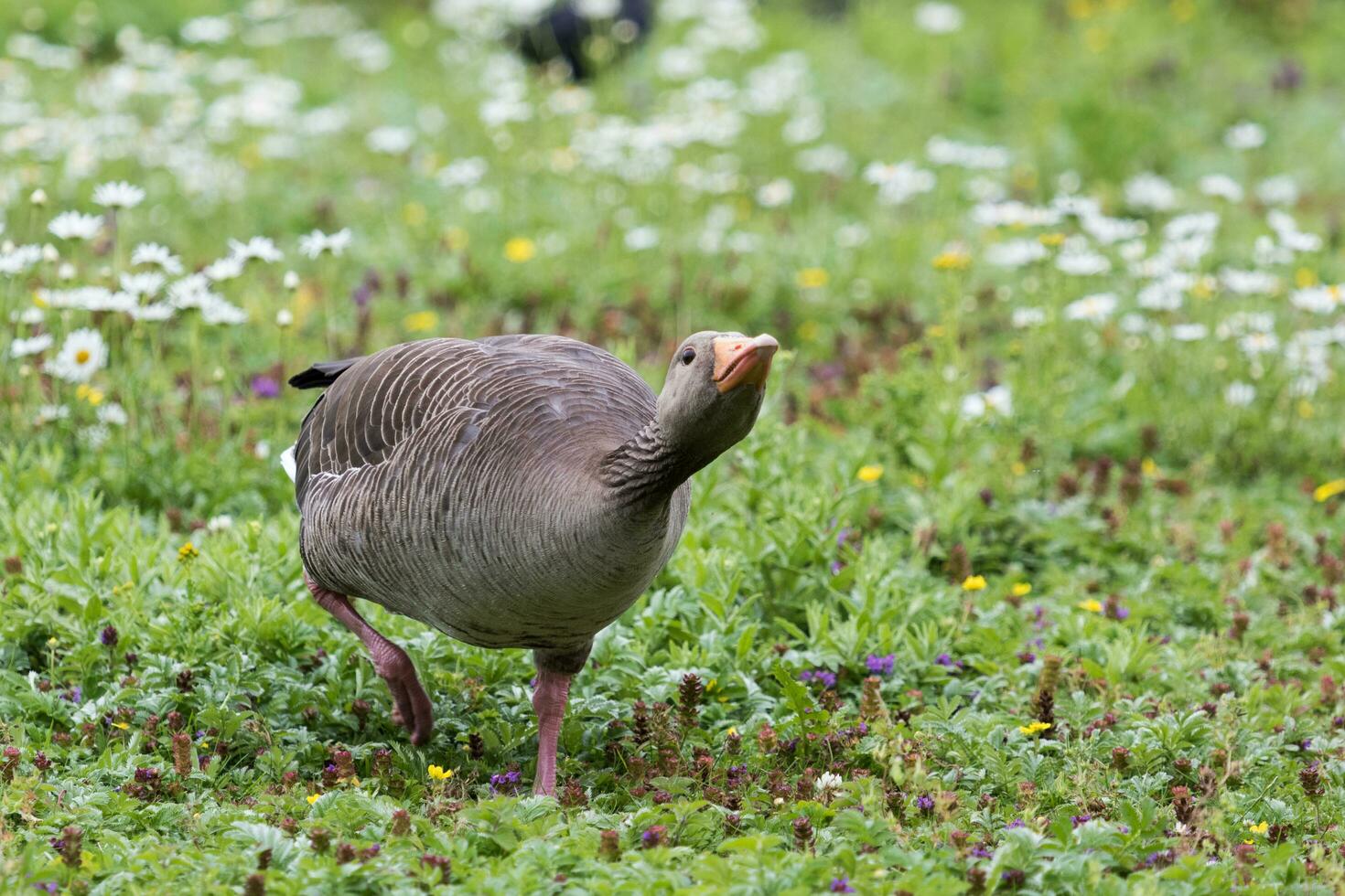 greylag Oca nel australasia foto