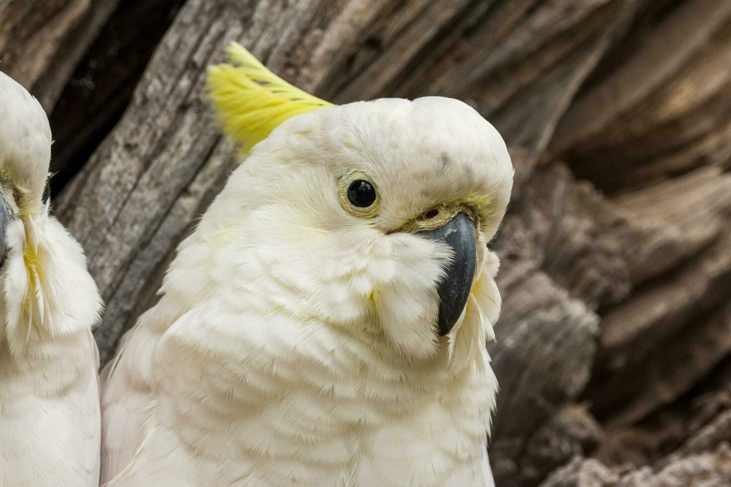 crestato di zolfo cacatua nel Australia foto