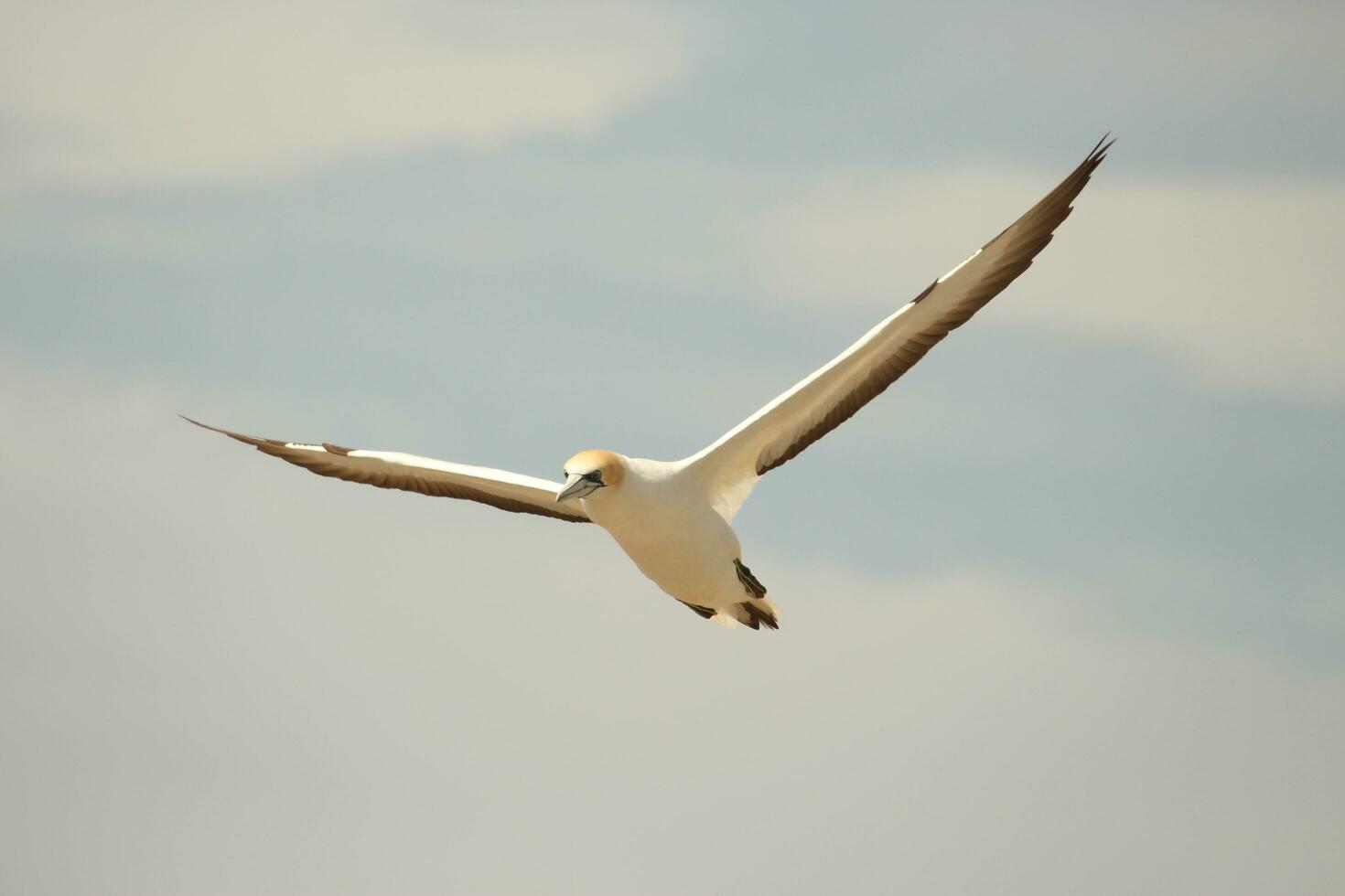 australiano Gannet nel australasia foto