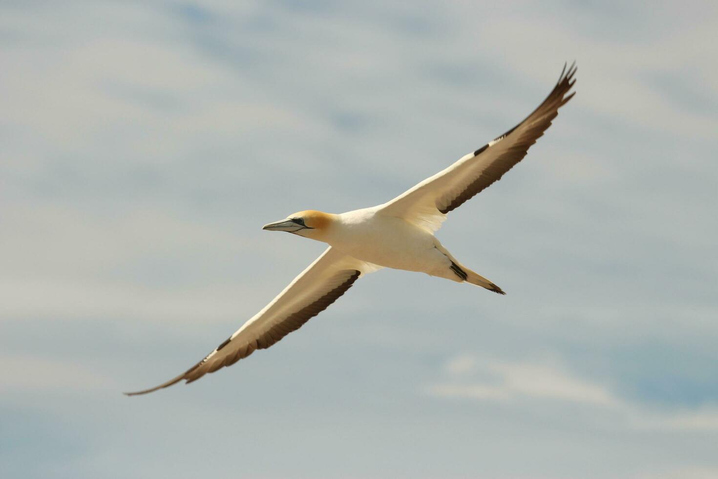 australiano Gannet nel australasia foto