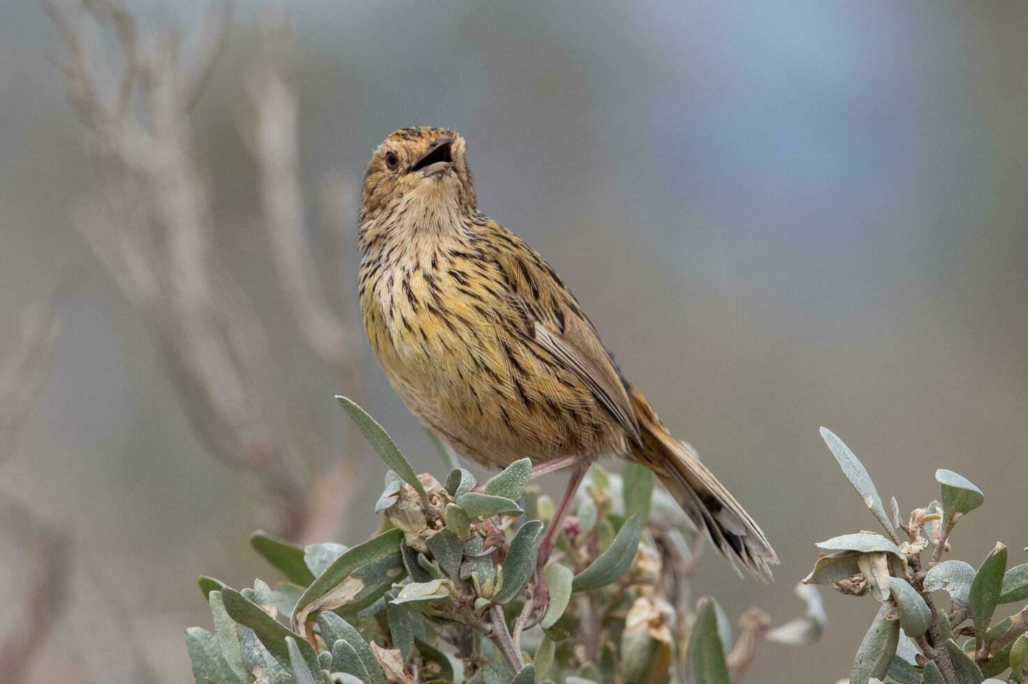 striato fieldwren nel Australia foto