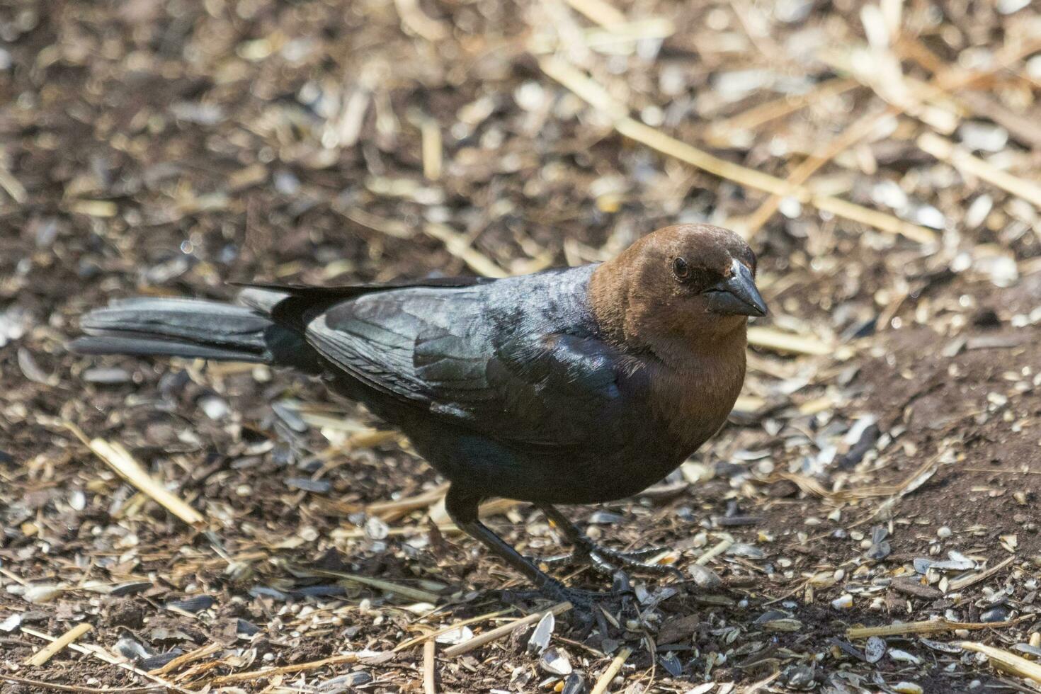 dai capelli castani cowbird nel Stati Uniti d'America foto